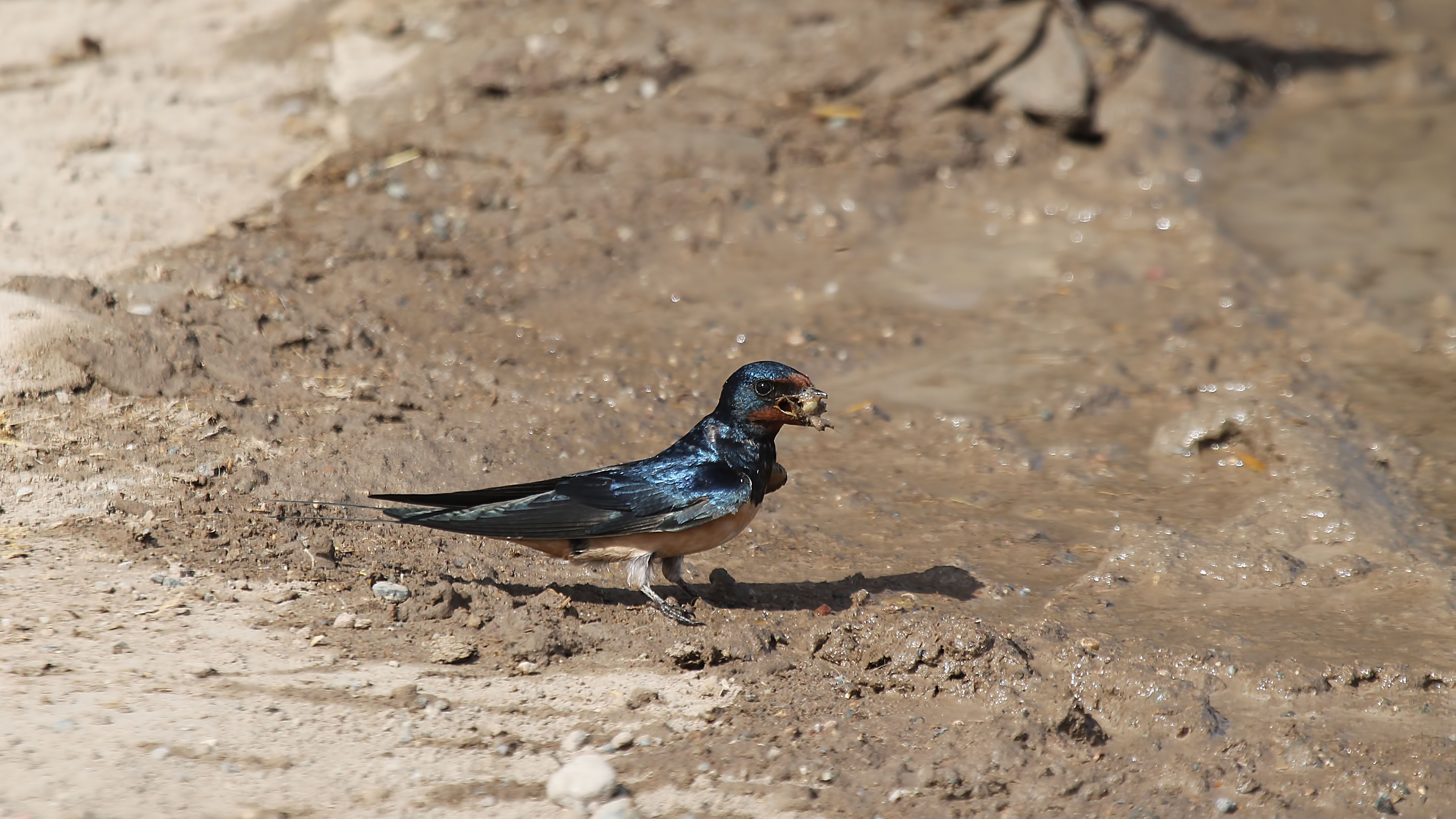Barn Swallow